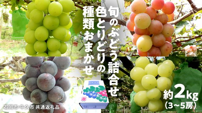 旬のぶどう詰合せ 色とりどりの種類おまかせ 約2kg(3～6房) (石岡市 共通返礼品)  ぶどう シャインマスカット 巨峰 詰め合わせ 果物 フルーツ 旬 人気 産直 採れたて 新鮮 秋 国産 【 2026年9月中旬から発送開始 】