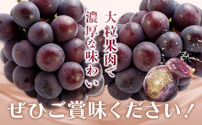 ぶどう オーロラブラック フルーツ 2房 (1房480g以上) 化粧箱入り 株式会社山博《2026年8月下旬-9月下旬頃出荷》岡山県 笠岡市 送料無料 ブドウ 大粒 種なし 種無 贈答 果物 旬 国産 岡山県産【配送不可地域あり】---Y-32---