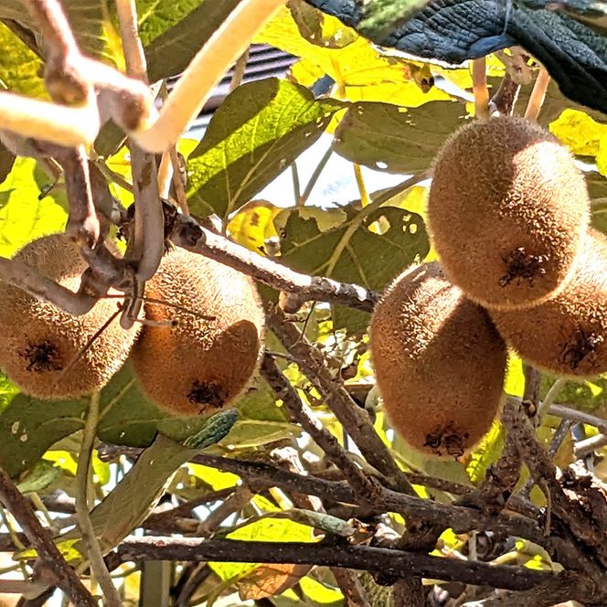 和歌山県産キウイフルーツ約2kg（サイズ混合）※2026年11月下旬～2027年2月下旬頃に発送【tecj1039】