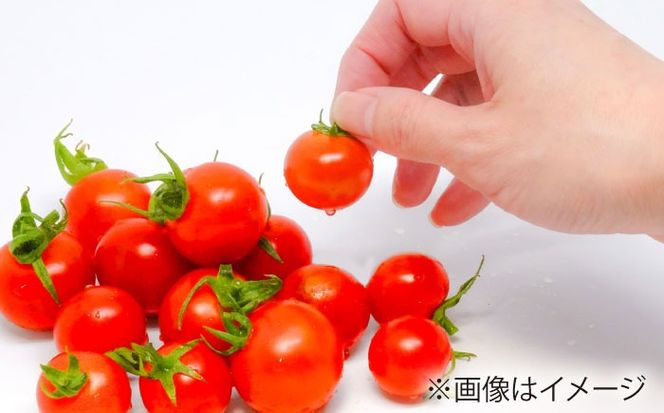 ミニトマト 1kg 野菜 トマト 愛西市 / ながたファーム [AEDT001]