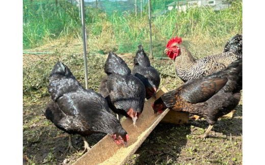 たかはし農園の放し飼い 黒鶏 ネラのたまご 10個×2 計20個 《京都 丹波産 放し飼い 希少 自然卵 平飼い 卵 有精卵 贈り物 ギフト 産地直送 健康食品 贈答》 