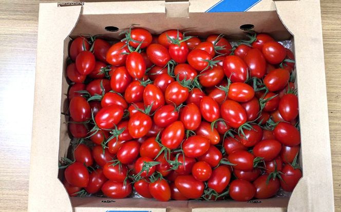  【3月出荷分】和歌山産 ミニトマト「アイコトマト」約1kg（M・Lサイズおまかせ） / トマト 野菜 ※北海道・沖縄・離島地域への配送不可  【tec401-aik-1-mar】