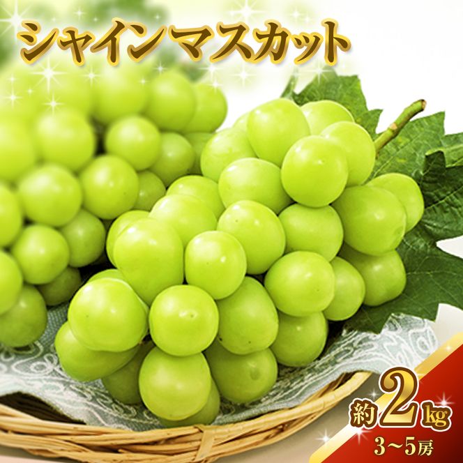 シャインマスカット 約2kg 3～5房 ぶどう 葡萄 フルーツ 岡山 高梁市産 2026年 先行予約 果物類 果物 