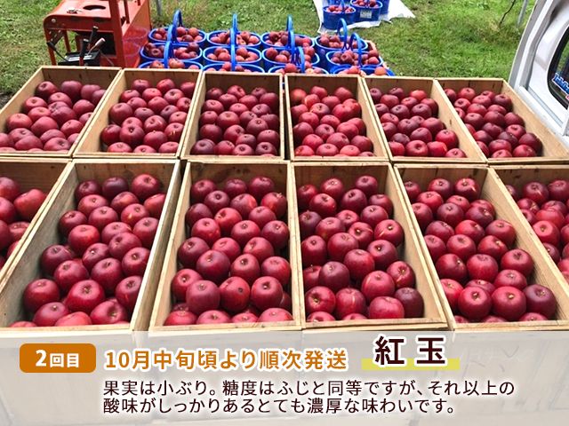 りんご 定期便 3ヶ月 青森 訳あり リンゴ 3種 サンつがる 紅玉 サンふじ 約5kg (18～20玉) 3回 たわわ農園 フルーツ 果物 定期 9月・10月・11月発送予定 ※オンライン決済限定