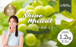 【2025年先行予約】【山梨県都留市ふるさと納税】クール便配送　山梨県産シャインマスカット1.2kg(2～3房)　HD001