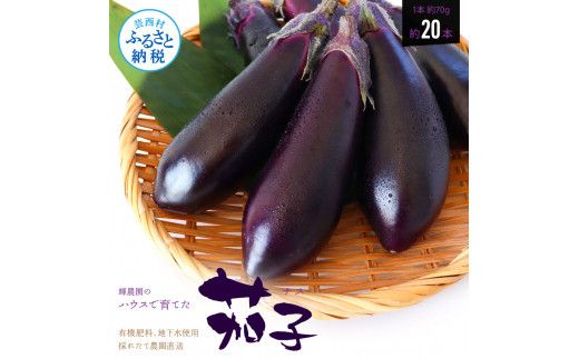 【先行予約】KYN001　茄子（1本約70g）約20本入り - 高知県産 芸西村 ナス なす 野菜 新鮮 お取り寄せ 美味しい 煮浸し 味噌汁 麻婆茄子 料理 ふるさとのうぜい 故郷納税 7000円 返礼品 高知県 高知