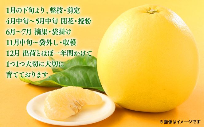 【先行予約】熊本県八代市産 晩白柚 （ばんぺいゆ） 2Lサイズ(約2kg)×3玉 柑橘 みかん 果物 くだもの フルーツ デザート おやつ 特産 熊本県 八代市 【2026年12月上旬より順次発送】