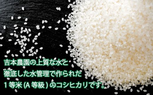 令和 5年 新米 6.5kg 吉本農園 米 お米 おこめ 白米 国産 コシヒカリ ブランド 炊きたて 冷めても 美味しい 旨味 甘み 愛媛県 愛南町 発送期間：8月20日～