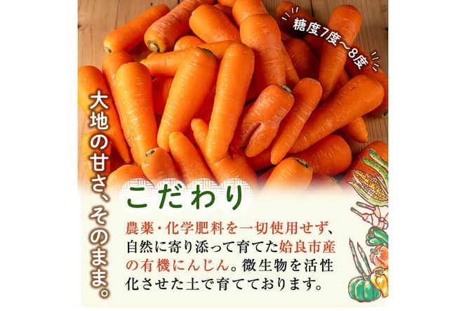 a992 《訳あり》《先行予約受付中！2026年12月上旬～2027年3月上旬の間に発送予定》有機人参 (10kg)【今村農園】姶良市 国産 有機栽培 有機 野菜 やさい にんじん ニンジン 訳アリ