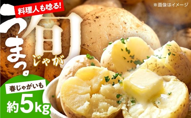 じゃがいも 約5kg 馬鈴薯 春じゃが / ジャガイモ ばれいしょ 野菜 やさい 芋 / 南島原市 / 株式会社松尾青果[SGU001]