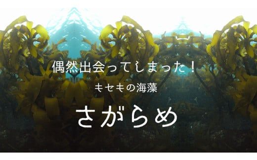 40-25超保湿スキンケア「さがらめパック（肌嬉フェイスマスクSR）30枚入」 超保湿でしっとりツヤ肌へ