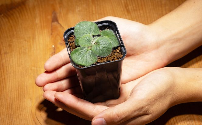 塊根植物 クルビアンドラム ペラルゴニウム - 植物 インテリア ナチュラル 自然 グリーン 観葉植物 おしゃれ 癒し かわいい ふわふわ 多肉植物 サキュレントフィールド Succulent field 高知県 香南市 常温 cc-0017