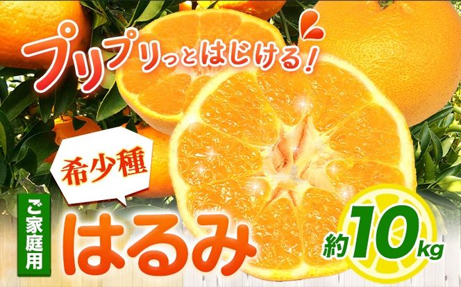 みかん はるみ ご家庭用 10kg+250g 傷み補償分 サイズ混合 池田鹿蔵農園@日高町《2月上旬-3月末頃出荷》和歌山県 日高町 フルーツ 果物 柑橘 希少品種 送料無料 訳あり【配送不可地域あり】---wsh_idn256_2j3m_25_26000_10kg---