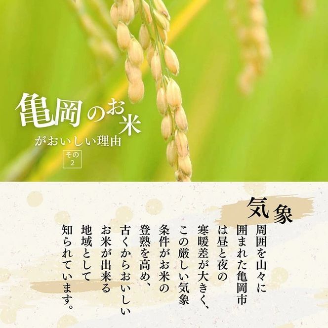 令和7年産 コシヒカリ 5kg ≪米 コメ 白米 京都 丹波 こしひかり 数量限定≫ ※2025年10月以降に順次発送予定