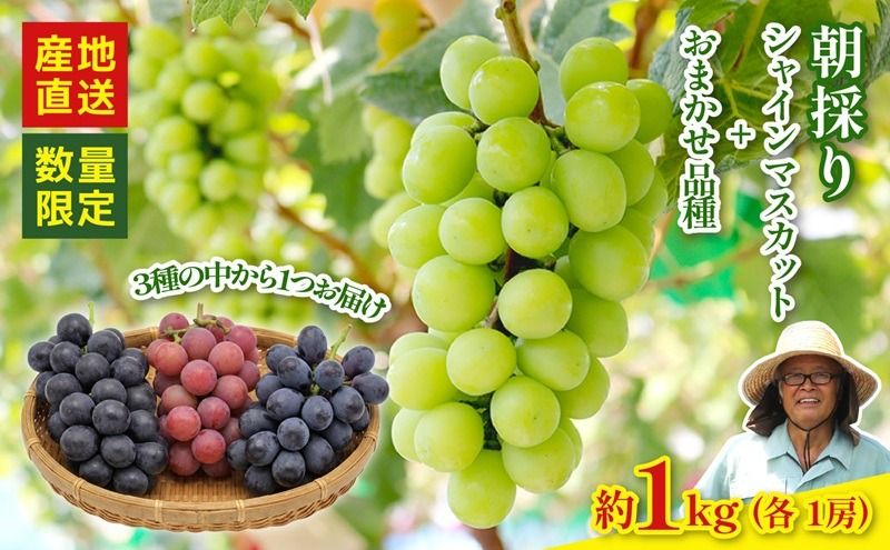 [2026年8月以降発送 先行予約]シャインマスカット 1房 おまかせ品種 1房 (マスカットノワール クイーンニーナ ナガノパープル) 約1kg 産地直送 数量限定 マスカット ぶどう マスカットノワール クイーンニーナ ナガノパープル フルーツ 果物 国産 静岡県 藤枝市