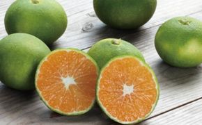 みかん 【先行予約】みえ紀南１号 ご家庭用 S-Lサイズ混合 たにぐち農園の超極早生温州みかん(マルチ栽培) 5kg【2026年9月下旬～順次発送予定】 / ご家庭用 家庭用 不揃い フルーツ 極早生 早生 温州 みかん 蜜柑 三重県 新品種 高品質 みえ【mtn001B】