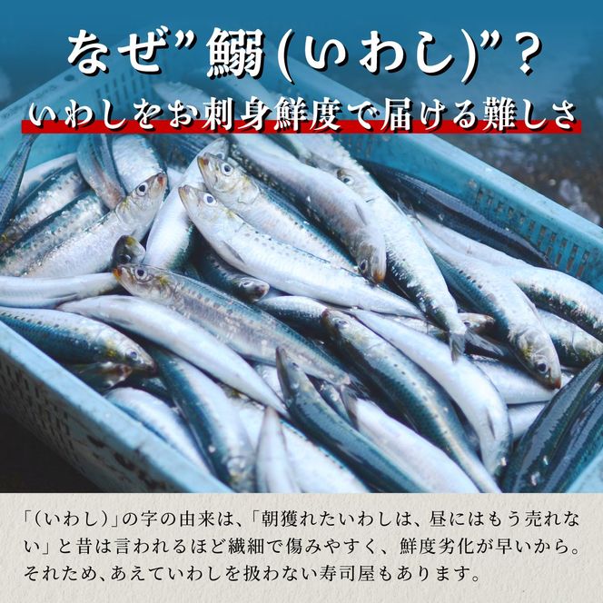 北海道産「刺身いわし」【20枚×6パック（60尾分）】
