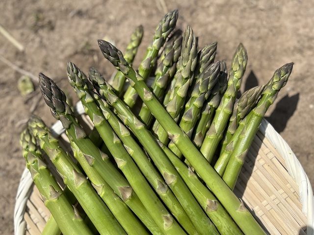 アスパラガス 先行予約 夏アスパラガス 約1kg+100g 約40本前後 S～2L 訳あり 不揃い マコト農園 規格外 アスパラ グリーンアスパラ 野菜 旬 旬の野菜 産地直送 2026年 2026 予約 冷蔵配送 8月～9月発送