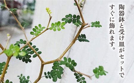 ソフォラ 糸島市 / cocoha [AWB014] 観葉植物 緑 グリーン 暮らし インテリア 植物 鉢 おしゃれ 室内