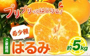 みかん はるみ ご家庭用 5kg+250g 傷み補償分 サイズ混合 池田鹿蔵農園@日高町《2月上旬-3月末頃出荷》和歌山県 日高町 フルーツ 果物 柑橘 希少品種 送料無料 訳あり【配送不可地域あり】---wsh_idn329_2j3m_25_16000_5kg---