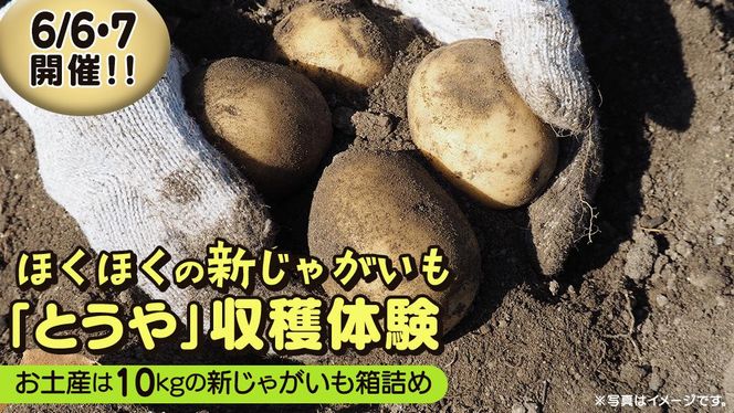 じゃがいも 「 とうや 」 収穫体験 (6/6（土）、6/7（日）開催) ジャガイモ 芋 収穫体験チケット 収穫 収穫体験 体験 チケット 観光 旅行 自然 農業体験 お土産 持ち帰り