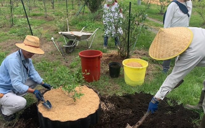 【2026年先行予約】蒜山高原 生ブルーベリー 1kg / 国産 ブルーベリー フルーツ 新鮮 果物 産直 産地直送 数量限定 岡山県 真庭市 蒜山 【kbkb001-01】