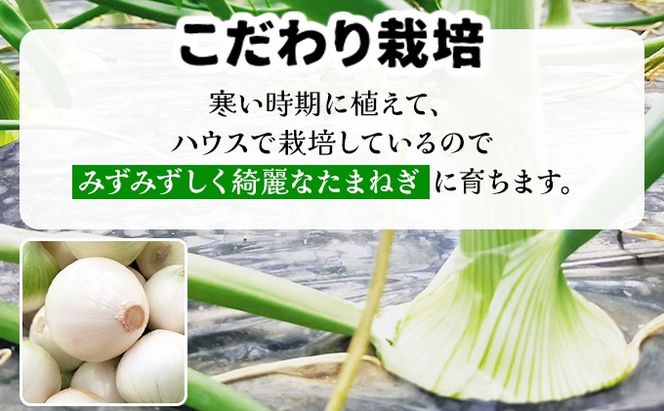 【2026年6月中旬発送】白玉ねぎ 4kg 北海道 伊達産 タマネギ 玉葱 サラダ [famy-002]
