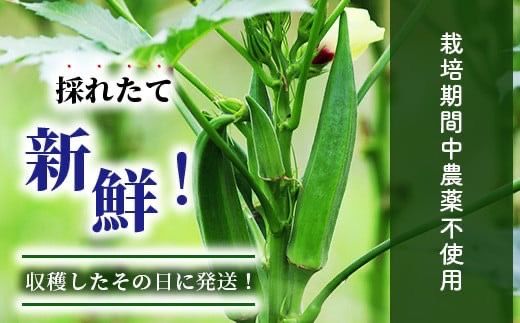 希少！黒島さんの採れたてオクラ100本セット（特別栽培、栽培期間中農薬不使用）２月～順次発送【 沖縄県 石垣市 沖縄 石垣島 おくら オクラ 野菜 採れたて フレッシュ 夏野菜 冬野菜 南国 離島のいいもの 沖縄いいもの石垣島 】OI-7