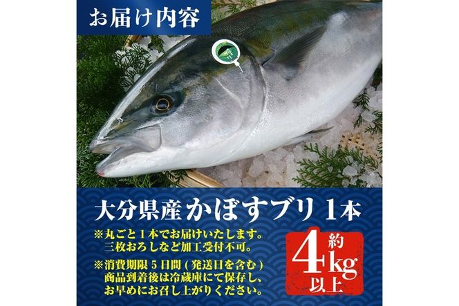 【水揚げ次第お届け】米水津産かぼすブリ(約4kg以上)まるごと一本 期間限定 ブリ 鮮魚 刺身 刺し身 さしみ 鰤 ぶり 煮付け 大分県 佐伯市【EW065】【Up】