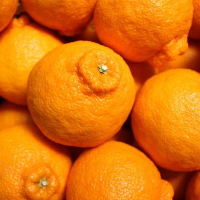 ZD7001_【2027年先行予約】【お味濃厚】紀州有田産 の デコポン 約5kg (18玉～24玉入り・青秀以上)