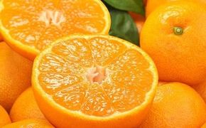 【予約受付】田村みかん　秀品5キロ/サイズおまかせ◆2026年11月下旬～2027年1月中旬頃に順次発送予定(お届け日指定不可)　紀伊国屋文左衛門本舗【kztb301B】