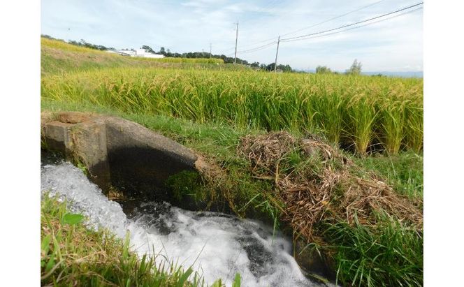 小諸市糠地産こしひかり「深沢清流米」10kg　長野 信州 コシヒカリ 精米 美味しいお米 お取り寄せ おこめ 白米