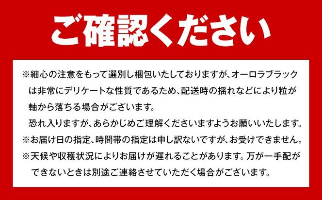 【2026年発送先行予約】ご家庭用 岡山県産 オーロラブラック 1.2kg 2-3房 晴れの国おかやま館 《2026年9月上旬-9月下旬頃出荷》岡山県 矢掛町 葡萄 ぶどう 果物 スイーツ フルーツ デザート【配送不可地域あり】（離島）---ofn_chokob_ab9_25_15500_12---