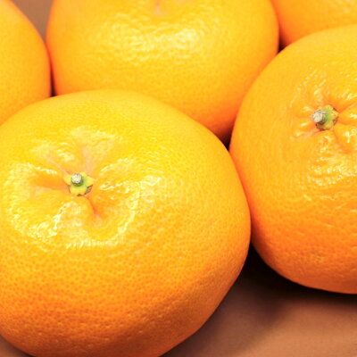 U6308_【2027年先行予約】はるみ 秀品 約4～5kg 和歌山県有田産