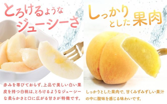 【2026年先行予約】【2回定期便】桃 岡山の桃定期便 2回コース 岡山県産 岡山白桃 黄金桃 株式会社山博《2026年7月上旬-9月末頃出荷》岡山県 笠岡市 フルーツ 果物 白桃 もも お取り寄せ【配送不可地域あり】---Y-42---