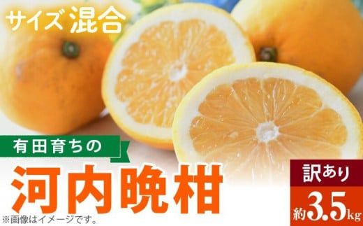 AB7041n_有田育ちの 河内晩柑 【訳あり 家庭用】3.5kg (サイズ混合)【ミカン 蜜柑 灘オレンジ サウスオレンジ 柑橘 フルーツ 和歌山 有田】