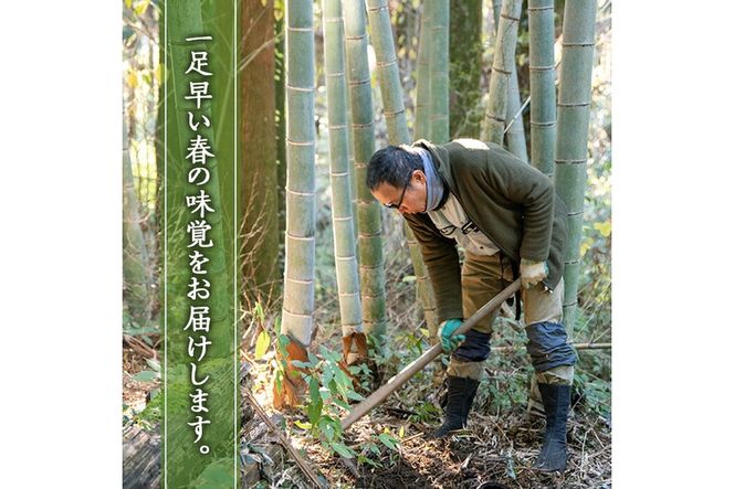 a806  ＜先行予約受付中！2026年12月下旬～2027年2月末の間に発送予定＞数量限定！早堀り筍(正味約1.5kg)【夢竺山株式会社】国産 早堀り たけのこ タケノコ 筍 竹の子
