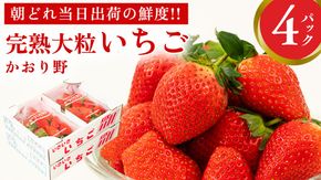 完熟 かおり野 4パック 先行予約 大粒 イチゴ 苺 いちご フルーツ 果物 [AF062ci]
