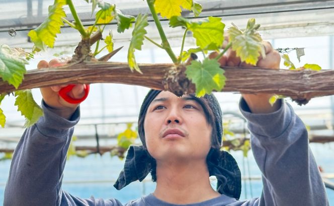 ぶどう 2026年 先行予約 【平均糖度20度】 農家こだわりの シャイン マスカット 2房 合計約1.0kg 贈答クラス ブドウ 葡萄 岡山県産 国産 フルーツ 果物 ギフト 【 Nini farm 農家 直送 】