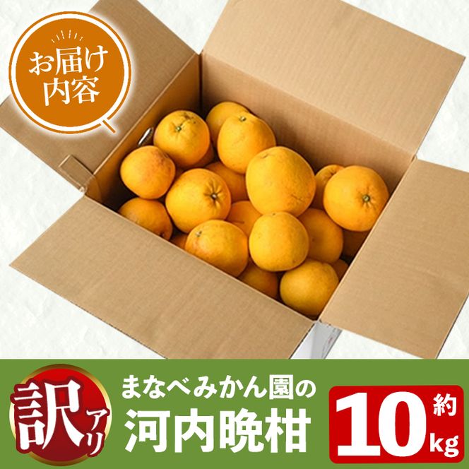 ＜先行予約受付中！2027年3月中旬以降順次発送予定＞訳あり！まなべみかん園の河内晩柑(約10kg) 国産 鹿児島県産 阿久根市産 柑橘類 かんきつ 晩柑 果物 フルーツ 期間限定 数量限定 デザート 訳アリ かわちばんかん 【有限会社まなべみかん園】akn034-09