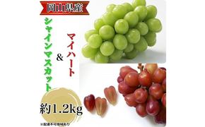 ぶどう 2026年 先行予約 農家こだわりのシャインマスカット＆ハート型のマイハート 合計約1.2kg ブドウ 葡萄 岡山県産 国産 フルーツ 果物 ギフト 【 Nini farm 農家 直送 】 [№5735-3311]
