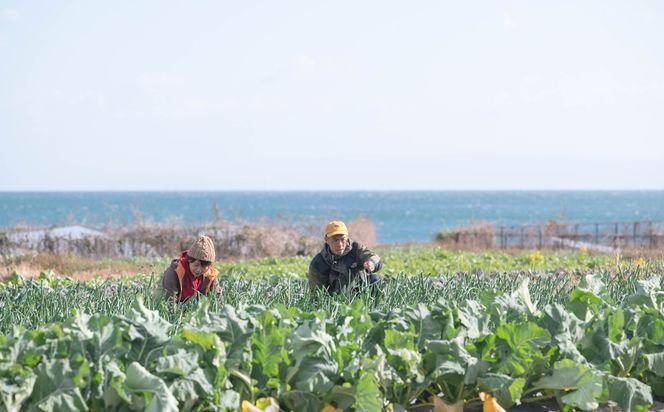 【淡路島のあま～い新玉ねぎ】淡路島ファーム太陽と海 から期間限定でお届け 5kg 【発送時期2026年3月中旬～5月中旬頃】 