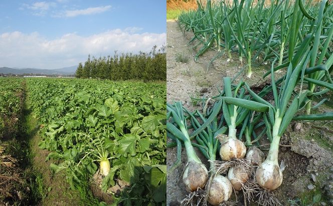 定期便 野菜セット 年6回 2か月に1回×6回 おまかせ 10～15種 旬 朝倉市産 配送不可 離島 詰合せ 