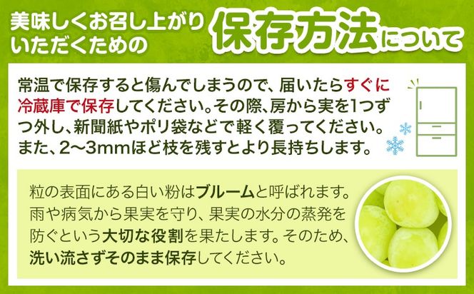 紀州和歌山産 シャインマスカット 約 1kg 魚鶴商店《8月下旬-9月上旬出荷》マスカット 和歌山県 日高川町 贈り物 ギフト ぶどう シャインマスカット---wshg_cuot67_8g9j_24_18000_1kg---