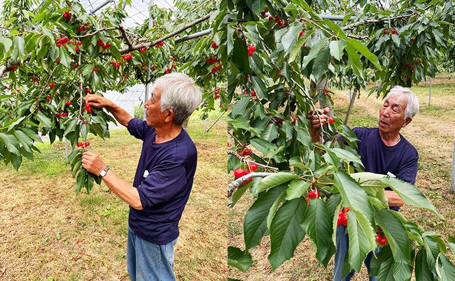 [先行受付] 数量限定 北海道 仁木町産 果肉がプリ しっかり大粒 甘い さくらんぼ 紅秀峰 600g Lサイズ以上 リピーター 朝採り 甘み ジューシー サクランボ チェリー フルーツ 果物 果物類 仁木町 仁木 [鶴田農園]