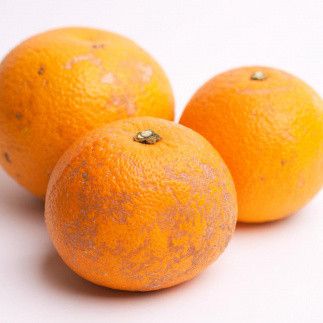 ［先行予約］家庭用 樹上完熟はっさく5kg+250g（傷み補償分）［有田の春みかん・五月八朔・木生りはっさく］［光センサー選別］［訳あり・わけあり］［IKE35］ 303446_BB90045