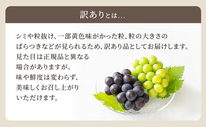 2回定期便 訳あり シャインマスカット約2kg(3-4房)×ニューピオーネ約2kg(3-4房) 岡山県高梁市産 うめづぶどう園 化粧箱入り 葡萄 ブドウ 大粒 配送不可：北海道、沖縄、離島