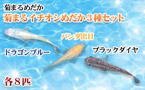 菊まるめだかの【イチオシめだか３種セット】計24匹 生き物 メダカ お魚 ペット 