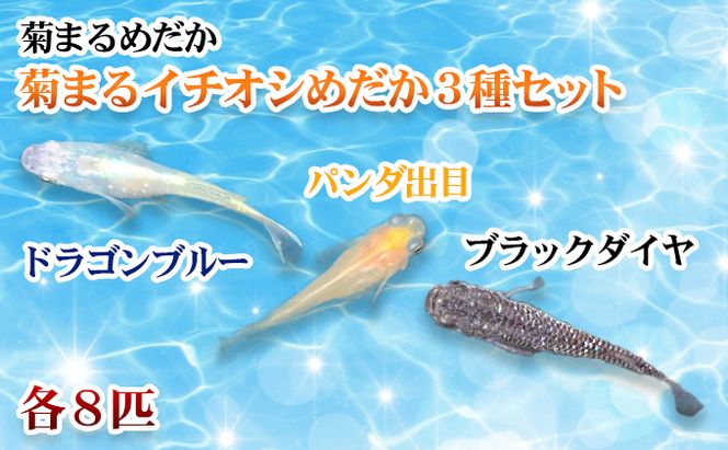 菊まるめだかの【イチオシめだか３種セット】計24匹 生き物 メダカ お魚 ペット 
