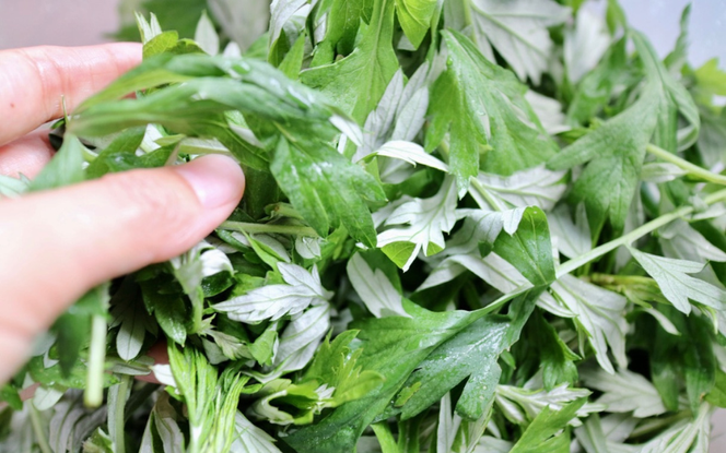 【 マツリカサボン 】 国産 農薬不使用 粉末よもぎ茶 3袋 / よもぎ粉末茶 数量限定 国産 岡山 真庭 粉末 岡山県 真庭市産 MATSURIKA SAVON 【savon012-01】